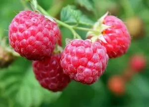 ООО "Гринфилдс Агро" 